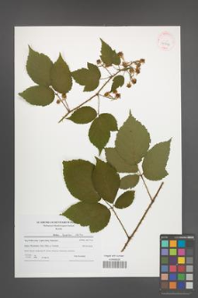 Rubus koehleri [KOR 41516]