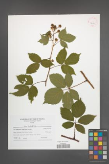 Rubus koehleri [KOR 42081]