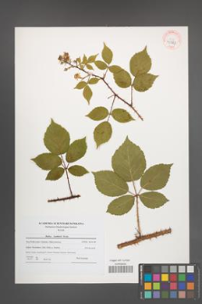 Rubus koehlerii [koehleri] [KOR 40727]