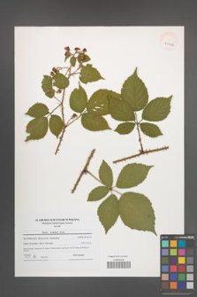 Rubus koehlerii [koehleri] [KOR 40902]