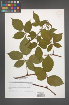 Rubus koehlerii [koehleri] [KOR 40899]