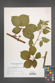 Rubus koehleri [KOR 43287]