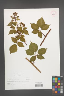 Rubus koehleri [KOR 46236]