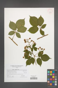 Rubus koehlerii [koehleri] [KOR 40715]