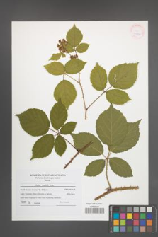 Rubus koehlerii [koehleri] [KOR 41812]