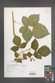 Rubus kuleszae [KOR 40661]