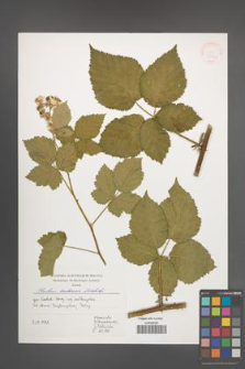 Rubus kuleszae [KOR 39947]