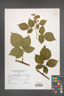 Rubus kuleszae [KOR 40800]