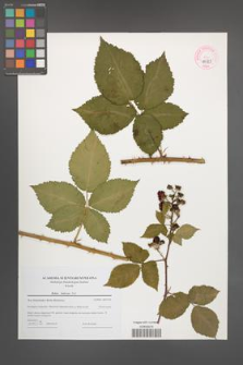 Rubus kuleszae [KOR 44721]