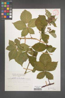 Rubus kuleszae [KOR 30483]
