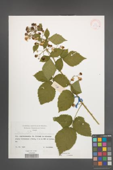 Rubus kuleszae [KOR 30502b]