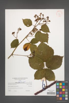 Rubus kuleszae [KOR 38787]