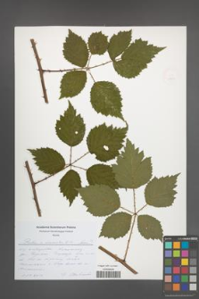 Rubus laciniatus [KOR 51853]