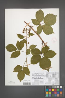 Rubus koehleri [KOR 52537]