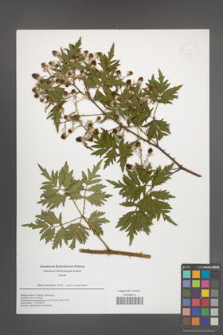 Rubus laciniatus [KOR 49940]