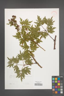 Rubus laciniatus [KOR 31505]