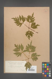 Rubus laciniatus [KOR 36386]