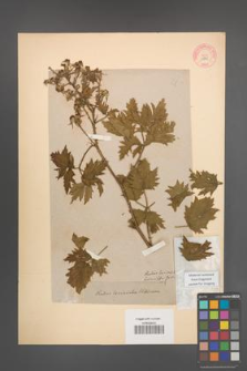 Rubus laciniatus [KOR 10845]