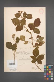 Rubus lamprocaulos [KOR 10639]