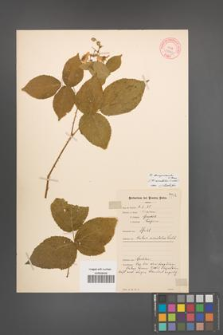 Rubus lamprocaulos [KOR 10640]