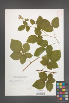 Rubus lamprocaulos [KOR 30523a]