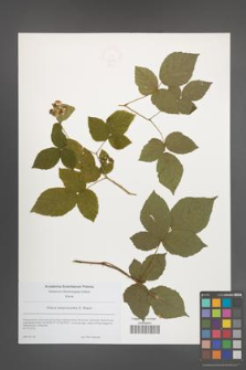 Rubus lamprocaulos [KOR 49214]