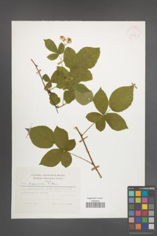 Rubus lamprocaulos [KOR 24806]
