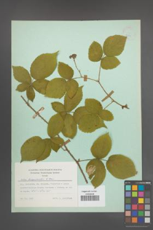 Rubus lamprocaulos [KOR 23891]