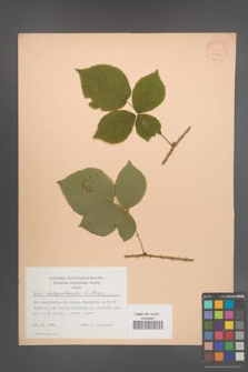Rubus lamprocaulos [KOR 22825]