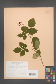 Rubus lamprocaulos [KOR 29379]
