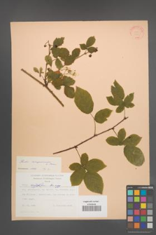 Rubus lamprocaulos [KOR 31426]