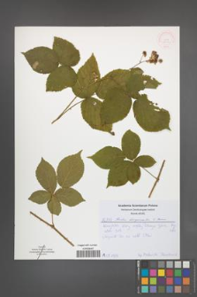Rubus lamprocaulos [KOR 52052]
