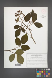 Rubus lusaticus [KOR 52065]