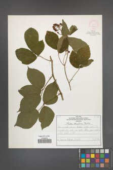 Rubus lusaticus [KOR 52064]