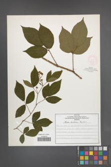 Rubus lusaticus [KOR 52062]