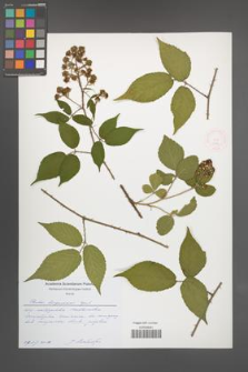 Rubus lasquiensis [KOR 51842]