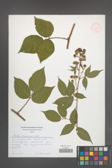 Rubus lasquiensis [KOR 51754]