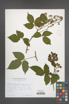 Rubus lasquiensis [KOR 51759]