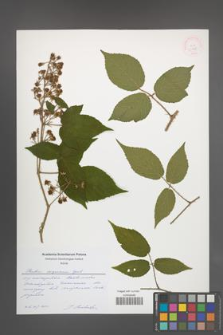 Rubus lasquiensis [KOR 51755]
