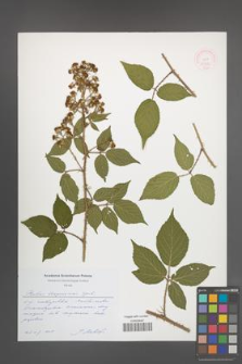 Rubus lasquiensis [KOR 51756]