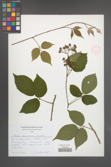 Rubus lasquiensis [KOR 51757]