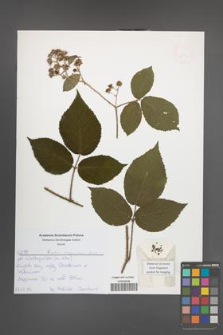 Rubus lasquiensis [KOR 52571]