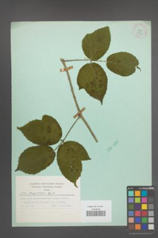 Rubus lasquiensis [KOR 24437]