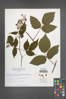 Rubus lasquiensis [KOR 52569]
