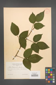 Rubus lasquiensis [KOR 8753]