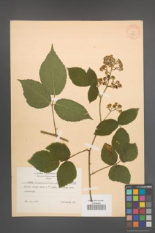 Rubus lasquiensis [KOR 8772]
