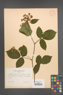 Rubus lasquiensis [KOR 8736]