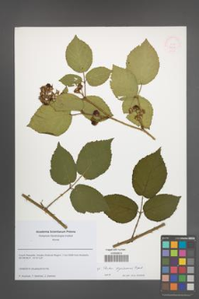 Rubus lignicensis [KOR 51634]