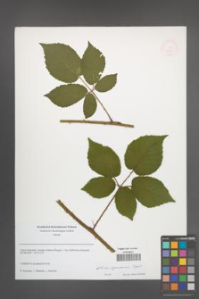 Rubus lignicensis [KOR 51616]