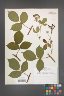 Rubus limitaneus [KOR 50730]